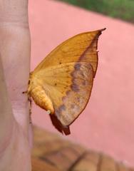 Oxytenis modestia