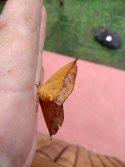 Oxytenis modestia