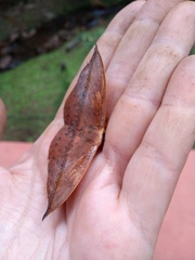 Oxytenis modestia