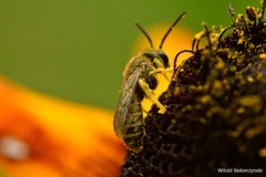 Halictus subauratus