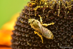 Halictus subauratus