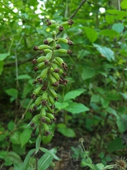 Epipactis helleborine