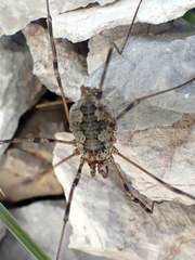 Mitopus glacialis