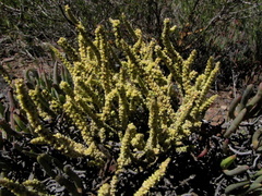 Crassula muscosa muscosa