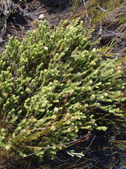 Stilbaceae