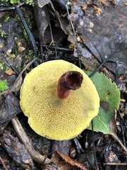 Xerocomellus fennicus