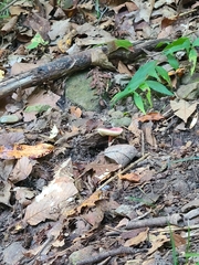 Gyroporus purpurinus