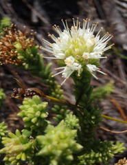 Stilbaceae