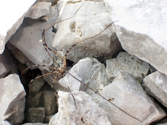 Mitopus glacialis