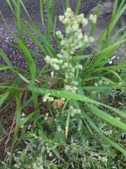 Chenopodium album