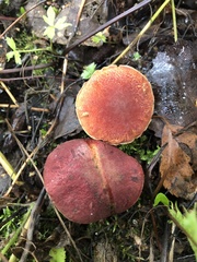 Xerocomellus fennicus