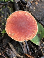 Xerocomellus fennicus