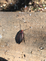Oxyhaloa deusta
