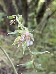 Epipactis helleborine