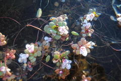 Lindernia conferta