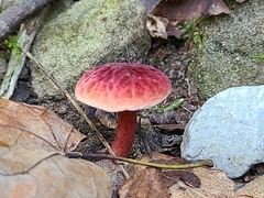 Gyroporus purpurinus