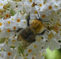 Bombus pascuorum