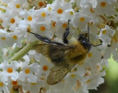 Bombus pascuorum