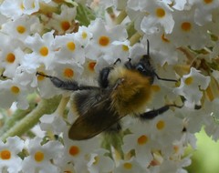 Bombus pascuorum