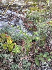 Eurybia surculosa
