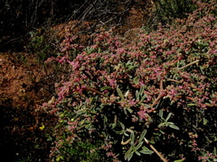 Aizoon portulacaceum