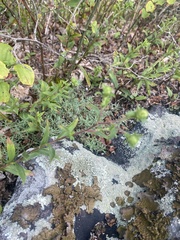 Eurybia surculosa