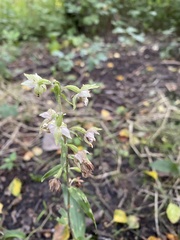 Epipactis helleborine