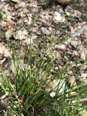 Luzula forsteri