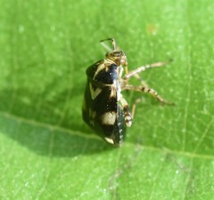 Liocoris tripustulatus