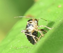 Liocoris tripustulatus