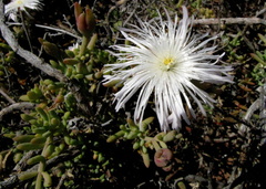 Mesembryanthemum splendens splendens