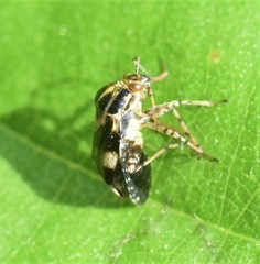 Liocoris tripustulatus