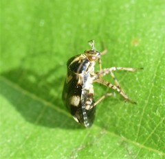 Liocoris tripustulatus