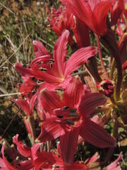 Brunsvigia bosmaniae