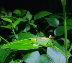 Metriogryllacris