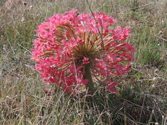 Brunsvigia bosmaniae