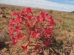 Brunsvigia bosmaniae