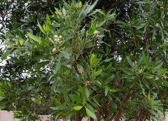 Conocarpus lancifolius