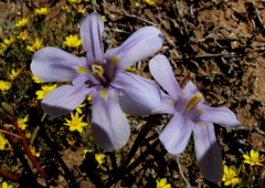 Moraea polyanthos