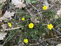 Potentilla verna