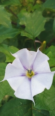 Datura stramonium