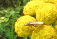 Stictopleurus punctiventris