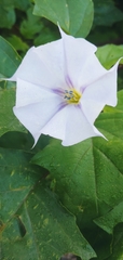 Datura stramonium