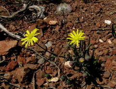 Crassothonna protecta
