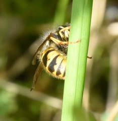 Vespula vulgaris