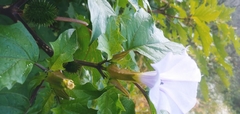 Datura stramonium