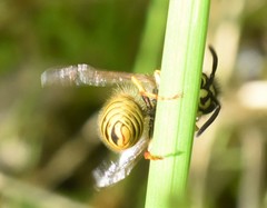 Vespula vulgaris