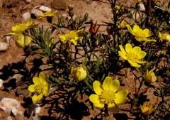 Rhynchopsidium pumilum