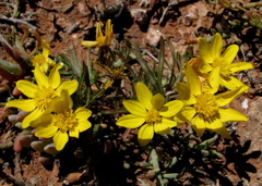 Rhynchopsidium pumilum