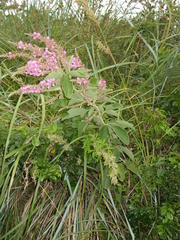 Pseudarthria hookeri hookeri